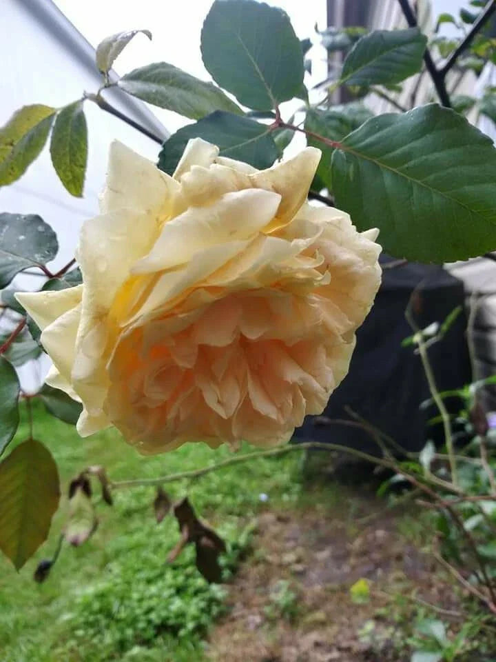 Rose Cuttings 6-Pack - Cream Abundance Thornless Pest-Free Rosa spp.