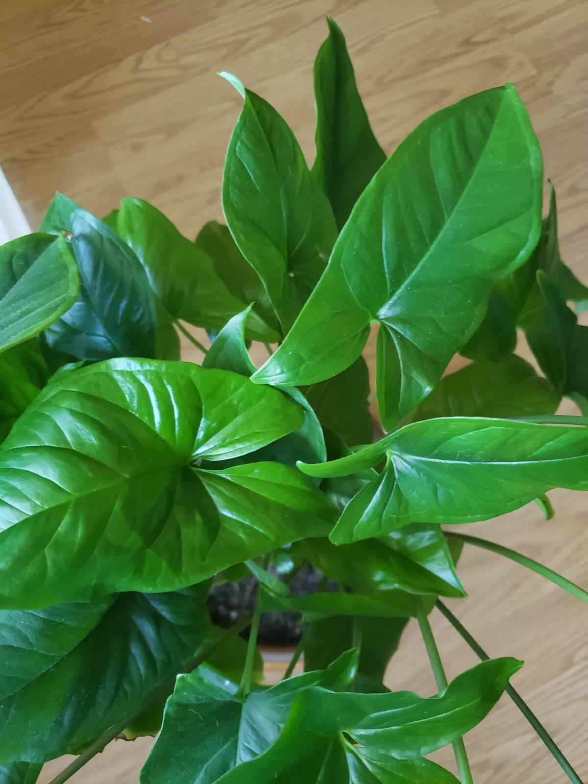 Emerald Gem Syngonium Podophyllum Indoor Houseplant - Arrowhead Vine Tropical Green Foliage Starter Plant