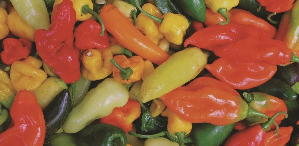 Hot Pepper Seeds Mix 100 Seeds - Capsicum Annuum, Habanero, Jalapeño, Serrano, Anaheim, Cayenne, Colorful Variety Pack