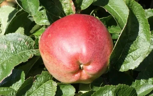Priscilla Apple Seeds – Organic, Non-GMO, 25+ Pack for Home Garden, Malus domestica, USA Grown, Fruit Tree Planting