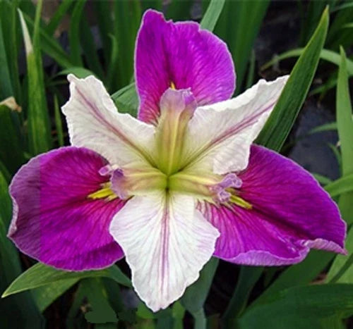 Bi-Color Louisiana Iris Plant - Aquatic Marginal Pond Plant - Iris fulva - Live Pot