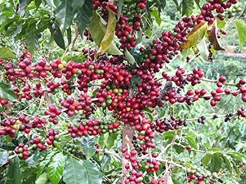 Coffee Seeds for Planting, Arabica Variety, Coffea arabica, 30 Seeds, Home Garden, Indoor or Outdoor