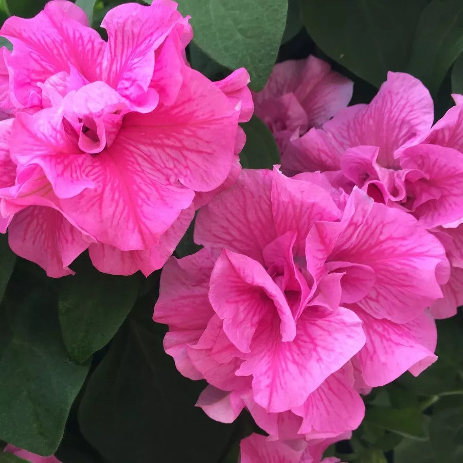 Double Pink Petunia Seeds – 50 Perennial Flower Seeds for Borders, Containers, & Hanging Baskets – Petunia x hybrida