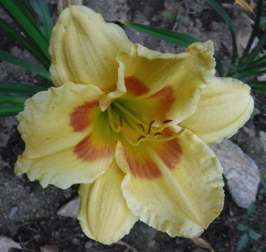 Hemerocallis Leprechaun Eyes Daylily Bareroot Plant – Yellow Flowers with Green Throat, One Mature Eye