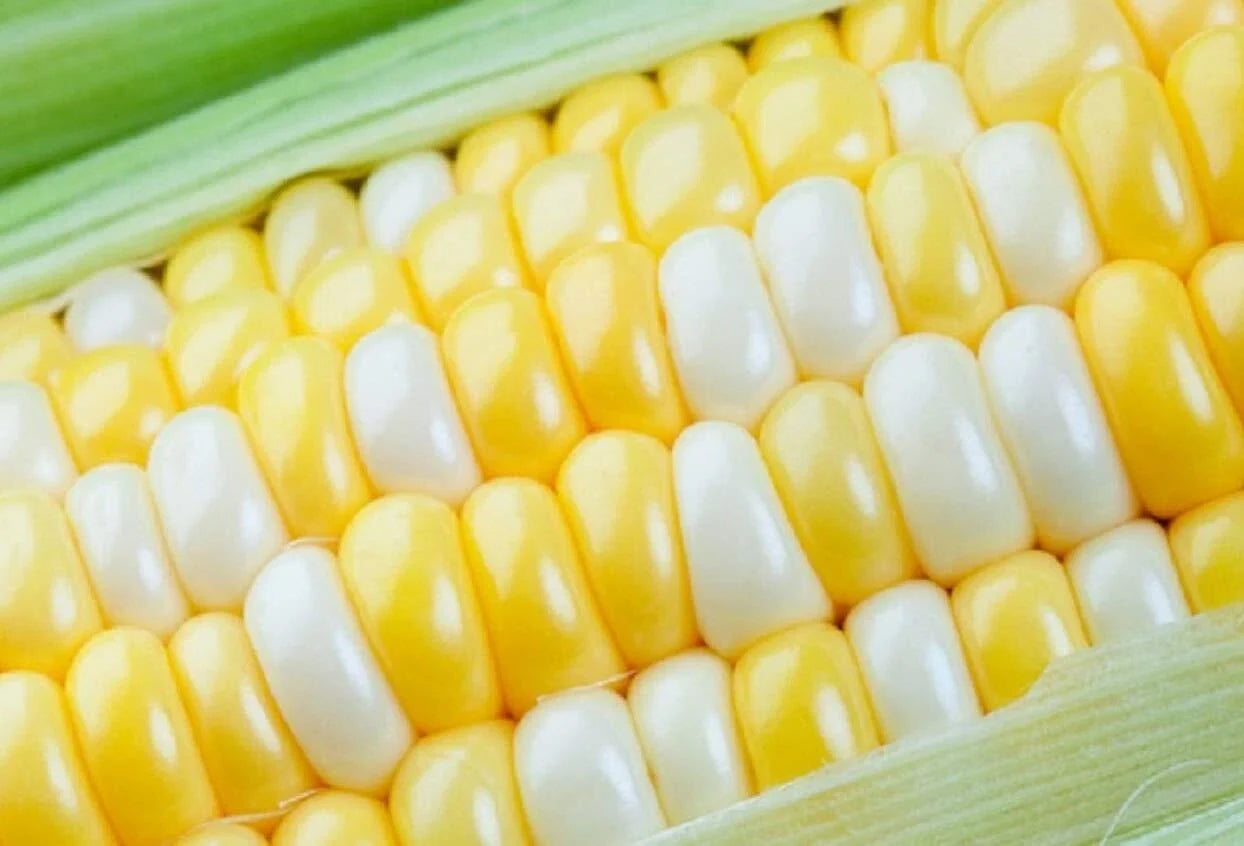 Peaches and Cream Sweet Corn Seeds - Bicolor Zea mays, High-Yield, Heirloom, Home Garden, 250+ Seeds