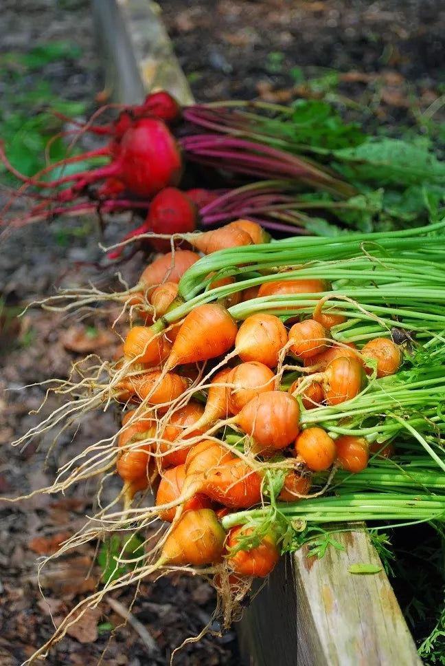 Parisian Carrot Seeds - 100 Count Packet - Tender Round Globes - Sweet & Tasty Daucus carota Heirloom