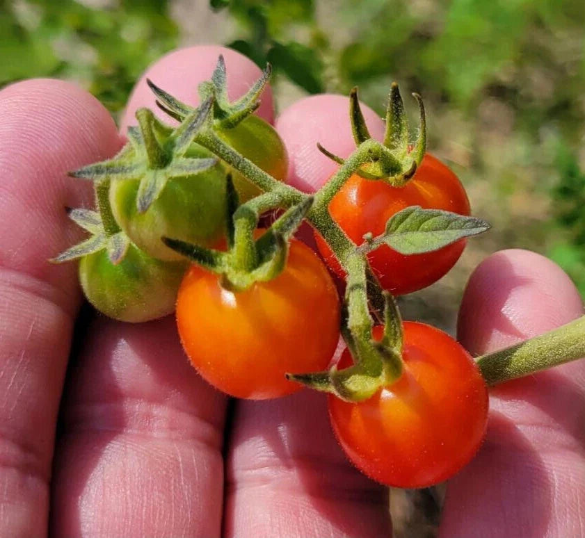 Matt's Wild Tomato Seeds – Cherry Tomato, Solanum Lycopersicum, 25 Seeds, Sweet Flavor, High-Yield, Disease-Resistant, Full Sun