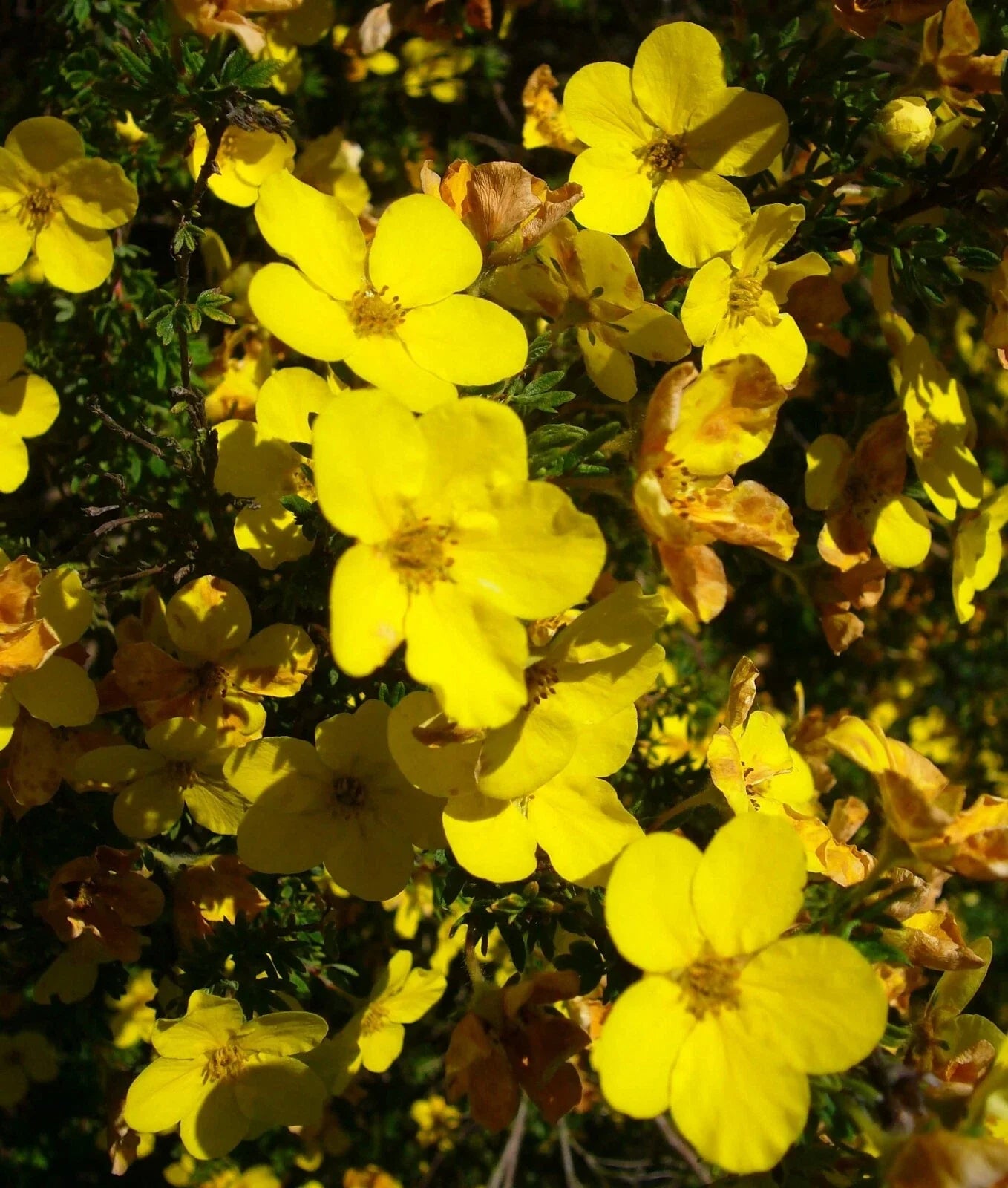 Aurea Potentilla Seeds 1000 Count - Potentilla aurea Perennial for Borders & Containers, Drought Tolerant, Bright Yellow Flowers