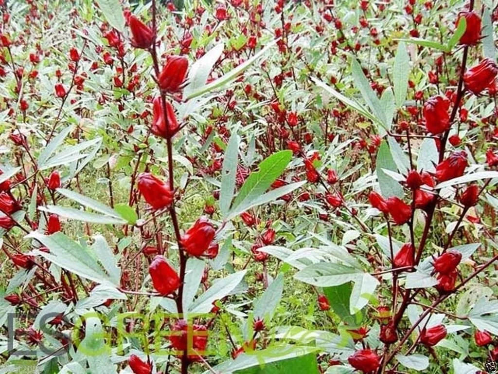 Jamaican Sorrel Seeds 10 Pack, Hibiscus sabdariffa, Florida Cranberry, Indian Roselle, Edible Flowers & Ornamental Plant