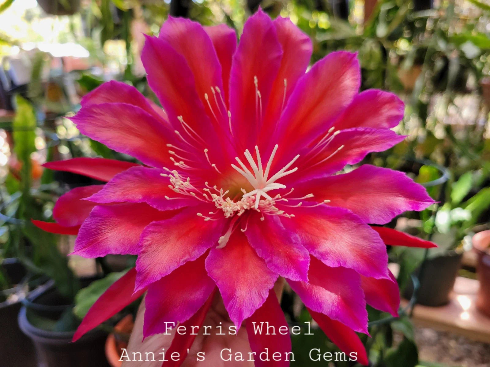 Epiphyllum Ferris Wheel Cuttings – 8-10 Inches – Unrooted Propagation Material – Pink & White Flowers