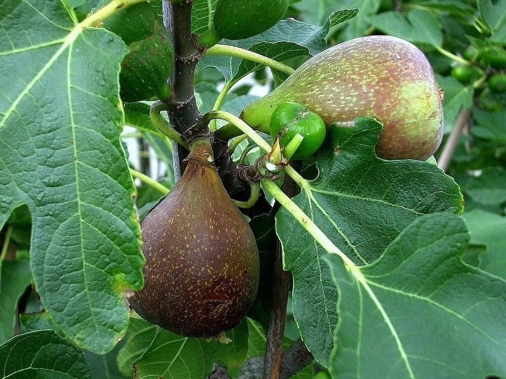 Olympian Fig Tree Plant Starter - Bare Root Ficus carica with Purple Fruit, Self-Pollinating, Zones 6-10