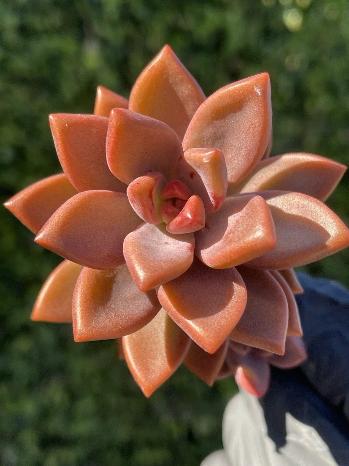 Rare Succulent Graptosedum Alpenglow Bronze Live Plant 2-Inch, Indoor Garden, Drought-Tolerant, Easy Care, Rosette, Houseplant
