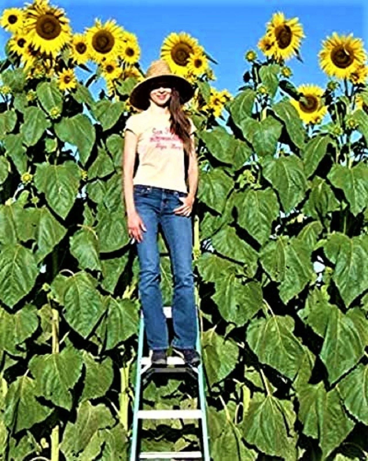 Organic Sunflower Seeds - Skyscrapper Variety - Non-GMO, 10 Seeds for Home Gardening, Attract Pollinators, Natural Privacy Screen
