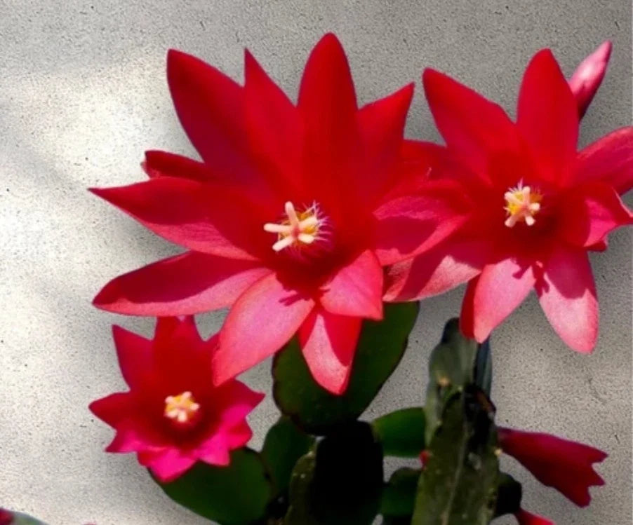 Red Easter Cactus Cuttings - 3 Fresh Propagation Clippings - Schlumbergera truncata - Vibrant Red Flowers for Indoor & Outdoor Gardens