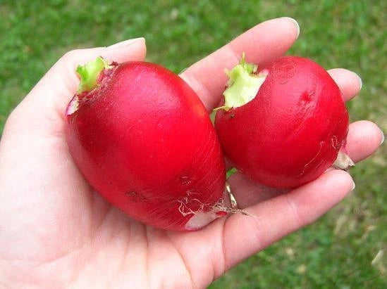 German Giant Radish Seeds - Heirloom, Scarlet Red Skin, Large Roots, Raphanus sativus, Pack of 100 Seeds