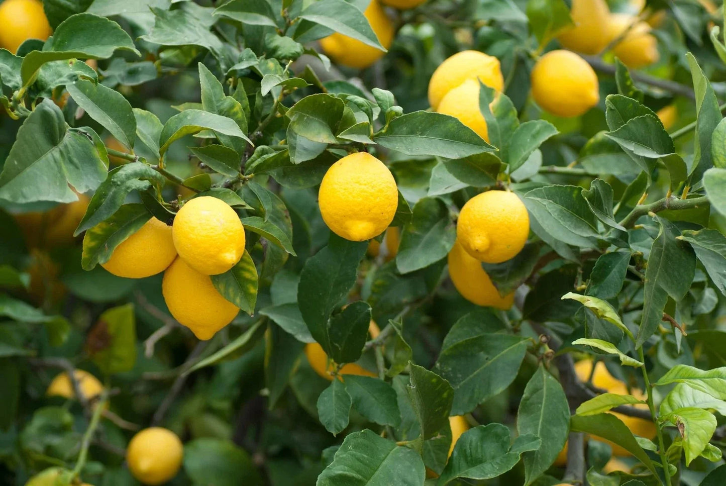 Dwarf Lemon Bonsai Tree Seeds - Citrus limon - Indoor Planting - Compact Growth - 30+ Seeds