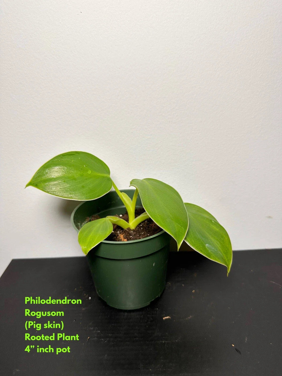 Philodendron Rogusom Top Cutting - Rooted Pig Skin Variety Indoor Houseplant, Tropical Foliage Plant