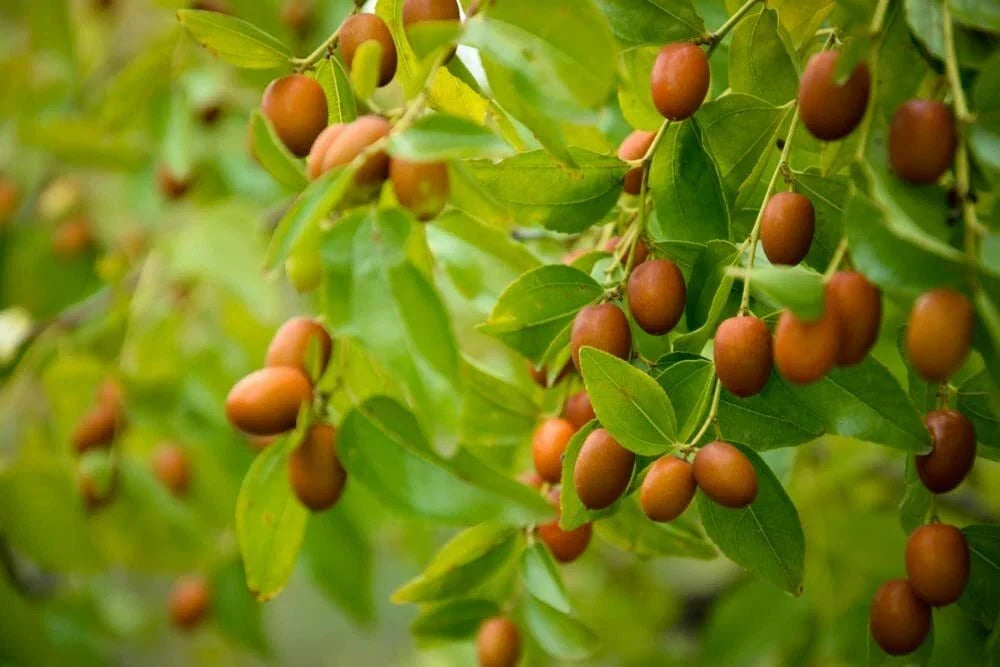 Chinese Date Tree Seeds - 6 Seeds for Planting - Jujube Ziziphus jujuba - Hardy Deciduous Tree for Garden or Pot