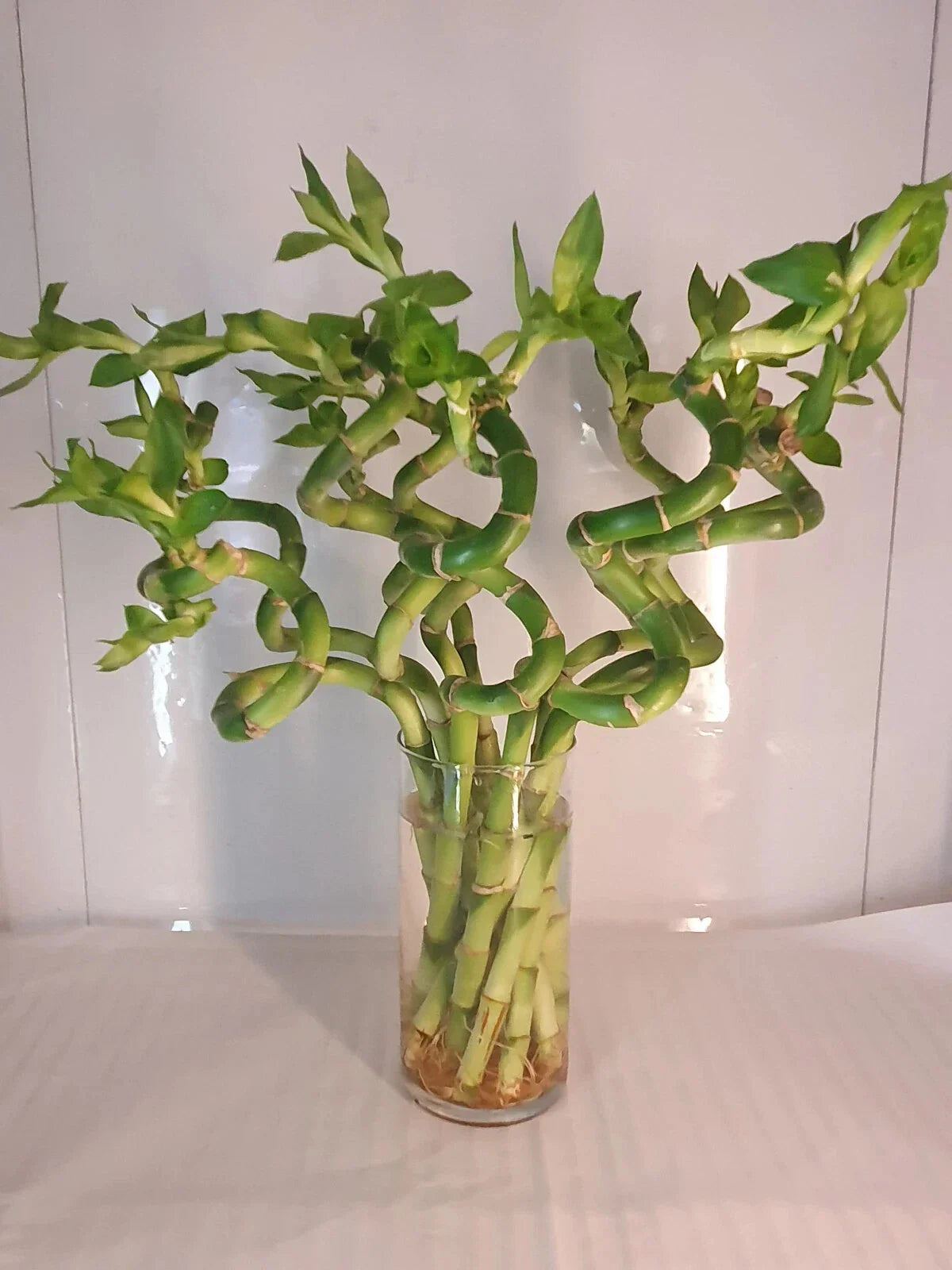 Large Curly Lucky Bamboo Plant 12-14 inches - Dracaena sanderiana for Luck and Prosperity