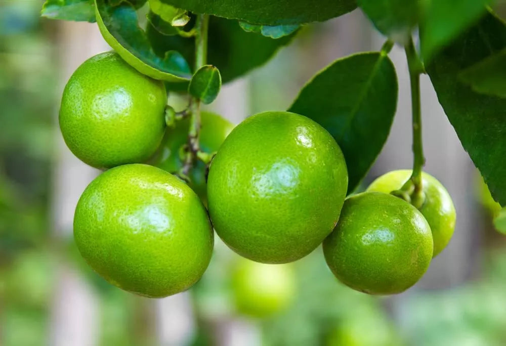 Key Lime Tree Seeds - 20+ Fresh Citrus aurantiifolia Seeds for Home Gardening, Fast Growing, Container Planting