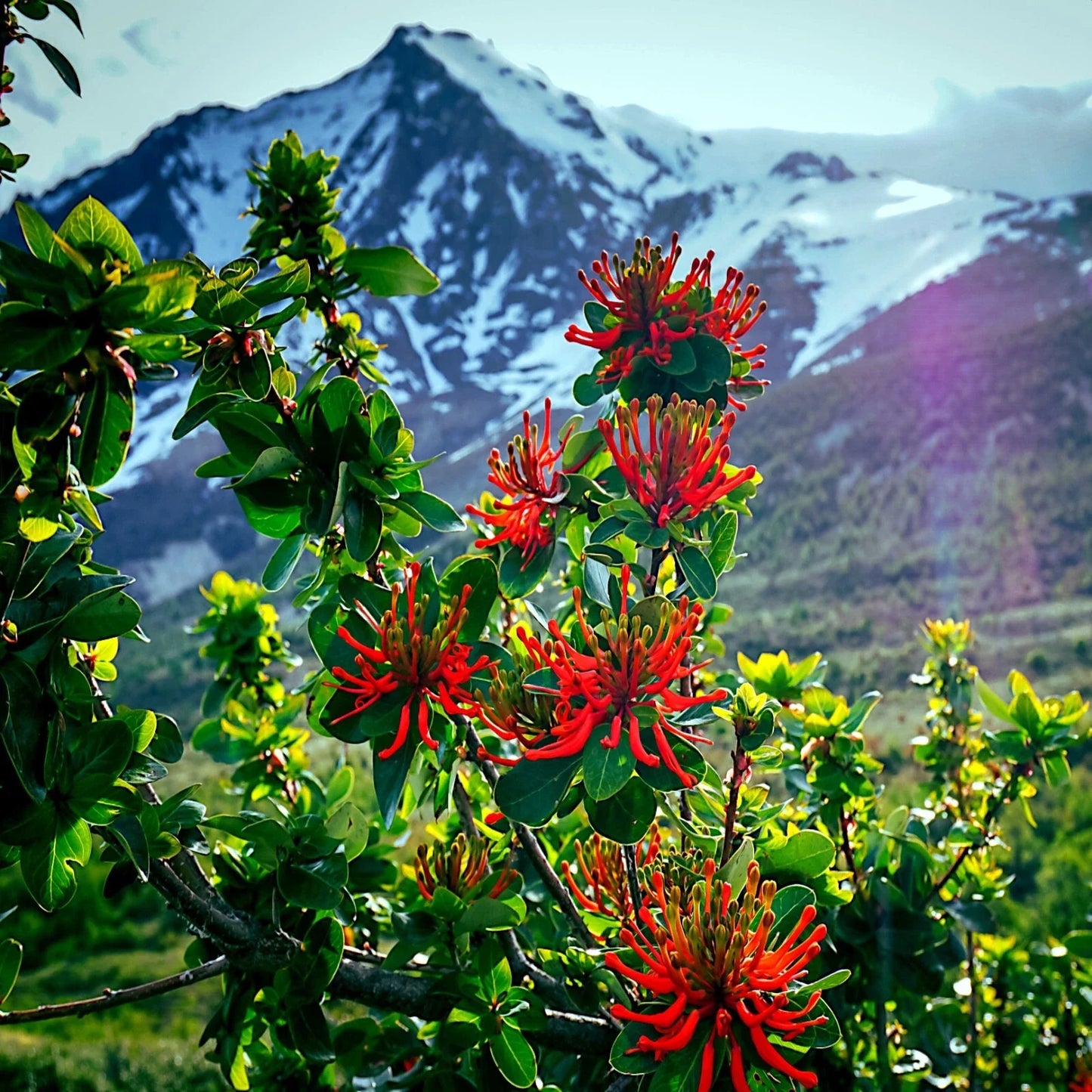 Chilean Firebush Tree Seeds - Embothrium coccineum Flame Flower 10 Pack - Rare Outdoor Plant Seeds