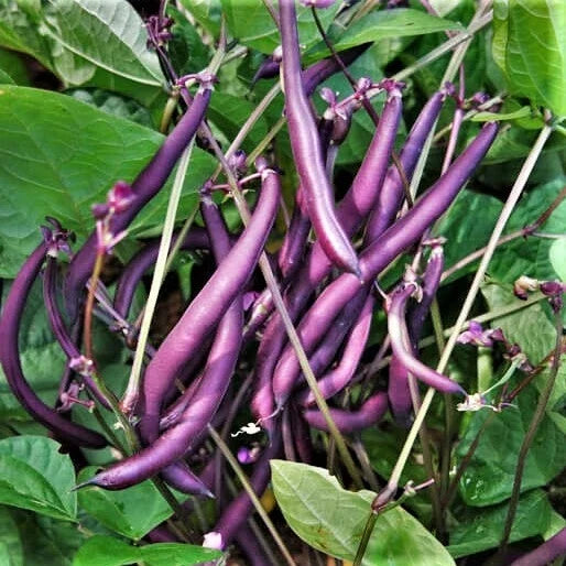 Bulk Royal Burgundy Bean Seeds – Non-GMO Heirloom Purple Green Beans, Phaseolus vulgaris, Compact Bush, 1 lb