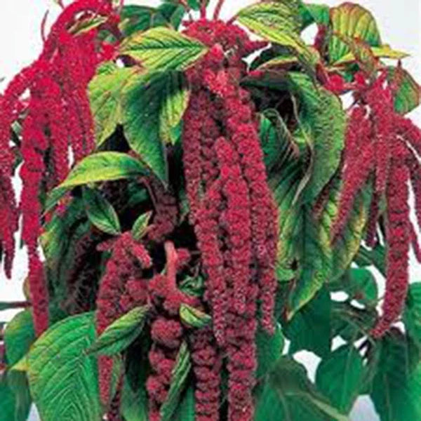 Love Lies Bleeding Seeds – 100+ Amaranthus caudatus, Colorful Garden Flower Seeds, Vibrant Red Cascading Blooms, Easy to Grow