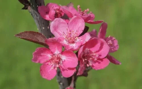 Cardinal Crabapple Seeds - 25+ Pack for Garden Planting, Malus 'Cardinal', Deciduous Tree, Vibrant Flowers & Fruit