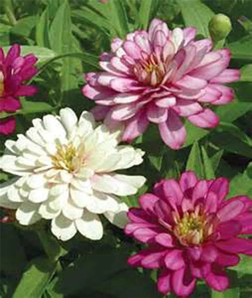Zinnia Seeds 500+ Count Bright Colors for Gardens & Bouquets Zinnia elegans