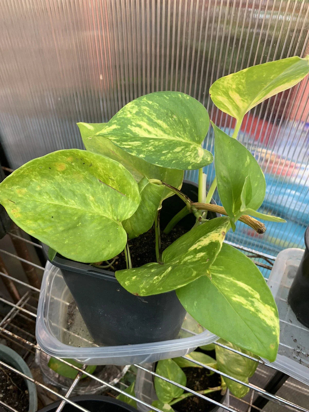 Pothos Live Plant Cuttings – 4 Rooted Epipremnum aureum – Indoor/Outdoor Green Foliage, Easy Care, Trailing or Climbing
