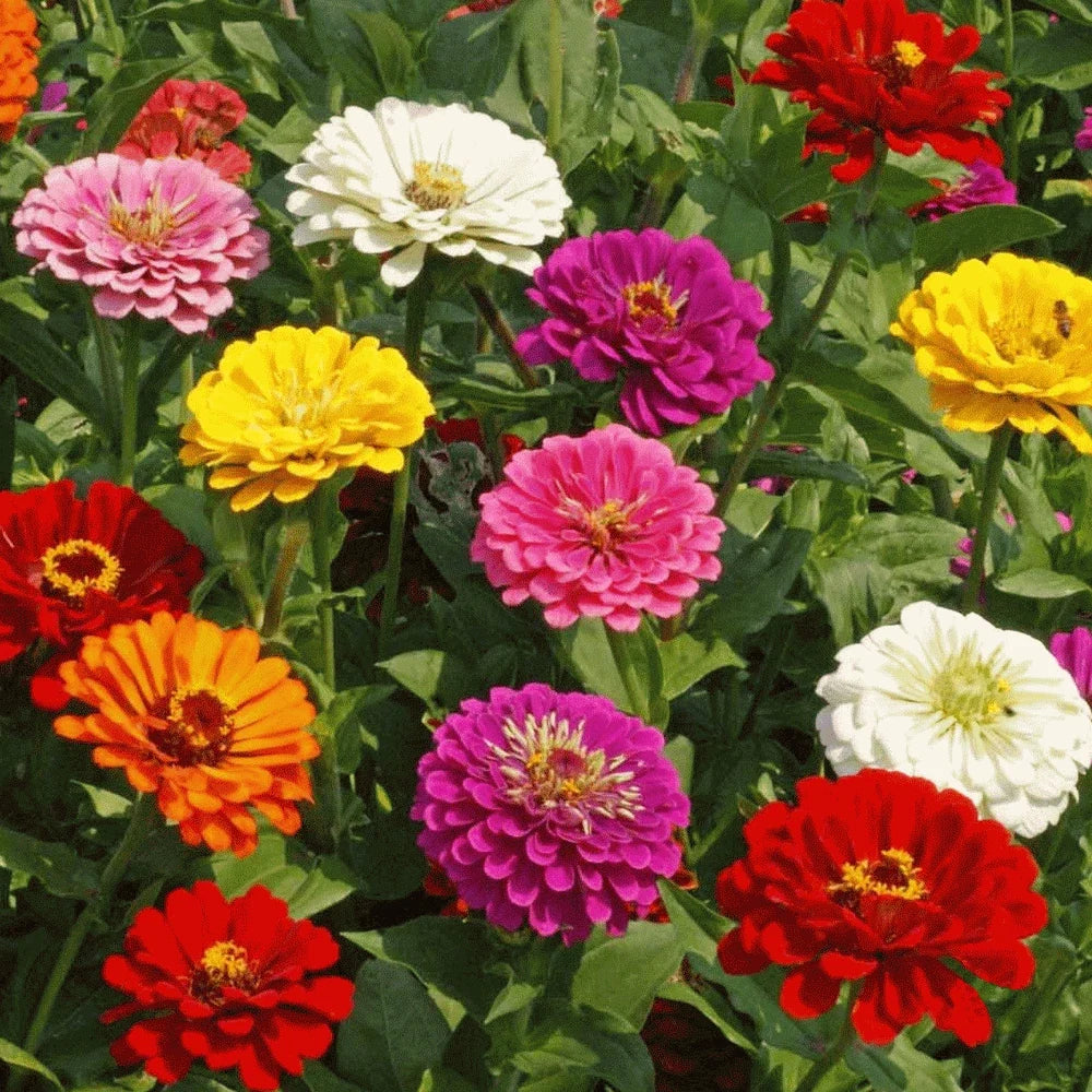 Zinnia Seeds - California Giant Mix - Multi-Color Rainbow Flowers - Zinnia elegans - Summer Blooming