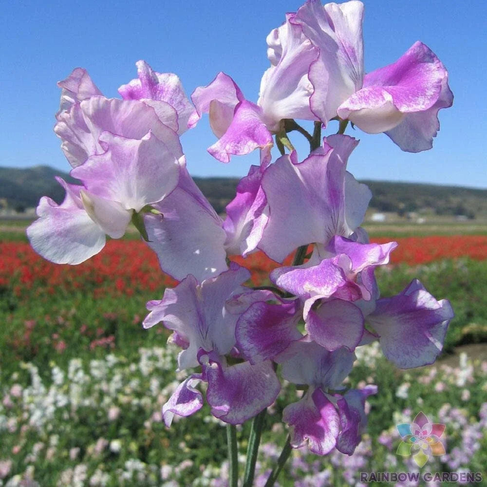 Lilac Ripple Sweet Pea Seeds - 50 Pack for Garden Planting, Climbing Vine, Lathyrus odoratus, Lilac Bloom, Easy to Grow