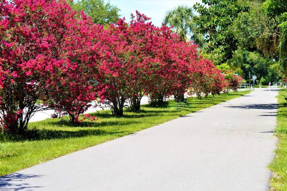 Crape Myrtle Bonsai Tree Seeds - 20 Seeds, Vibrant Flowers, Exotic Bark, Lagerstroemia indica, Indoor & Outdoor Cultivation