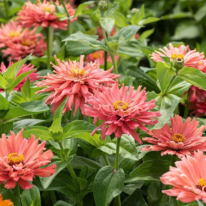 Senorita Zinnia Seeds - 100+ Pack, Colorful Garden Flowers, Zinnia elegans, Butterfly Attracting, Easy to Grow, USA Grown
