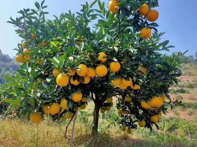 Sweet Orange Tree Seeds - 23 Pack Citrus sinensis Fruit-Bearing Seeds for Home Gardening, Non-GMO, Heirloom