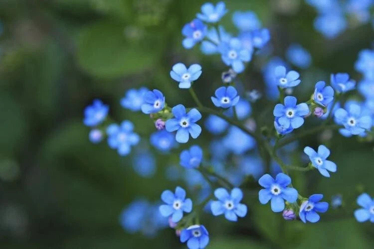 Forget Me Not Seeds 100 Count Blue Flowers Myosotis Sylvatica Garden Plant