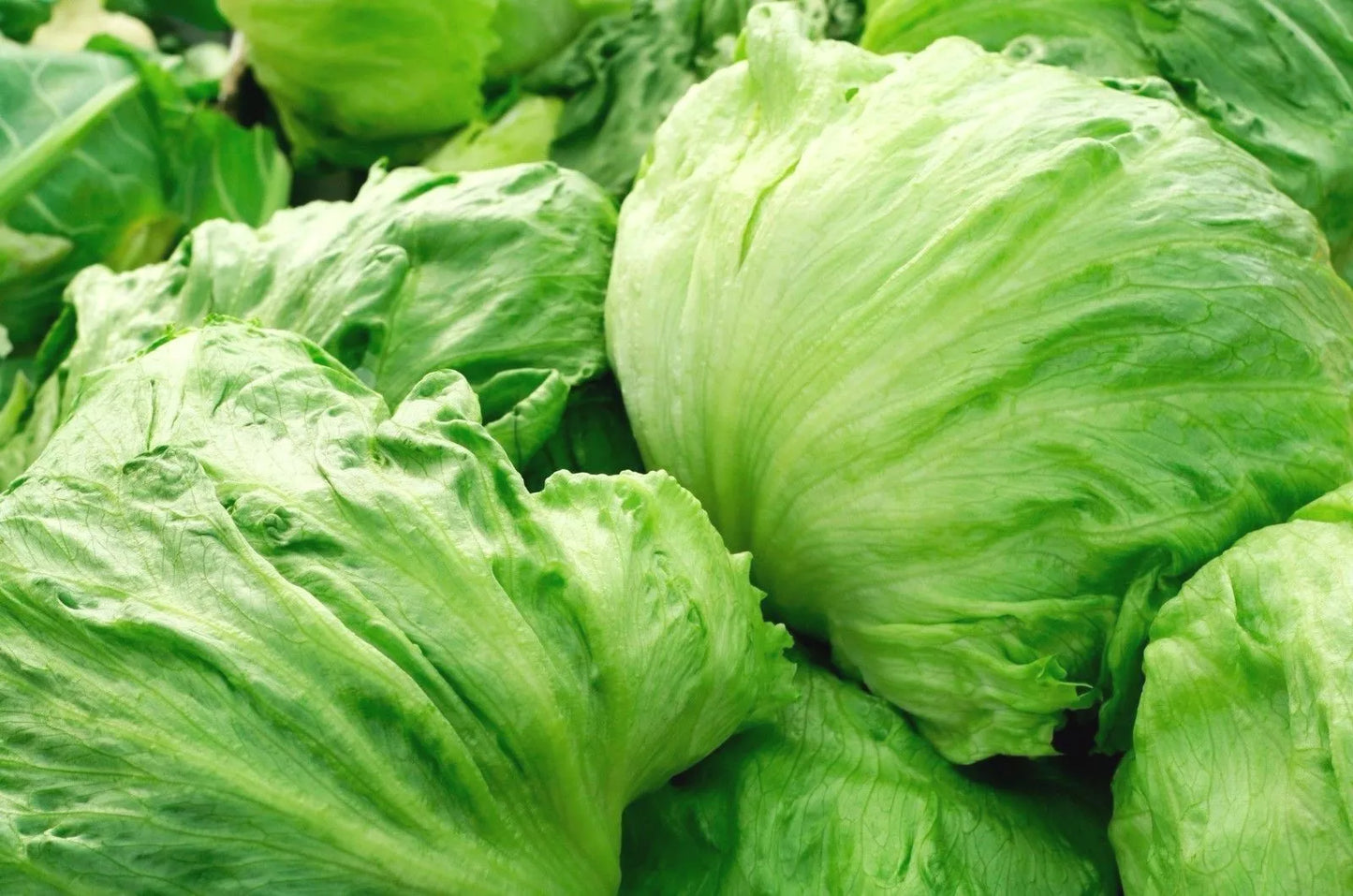 Iceberg Lettuce Seeds - NON-GMO Crisphead Variety for Garden Salads