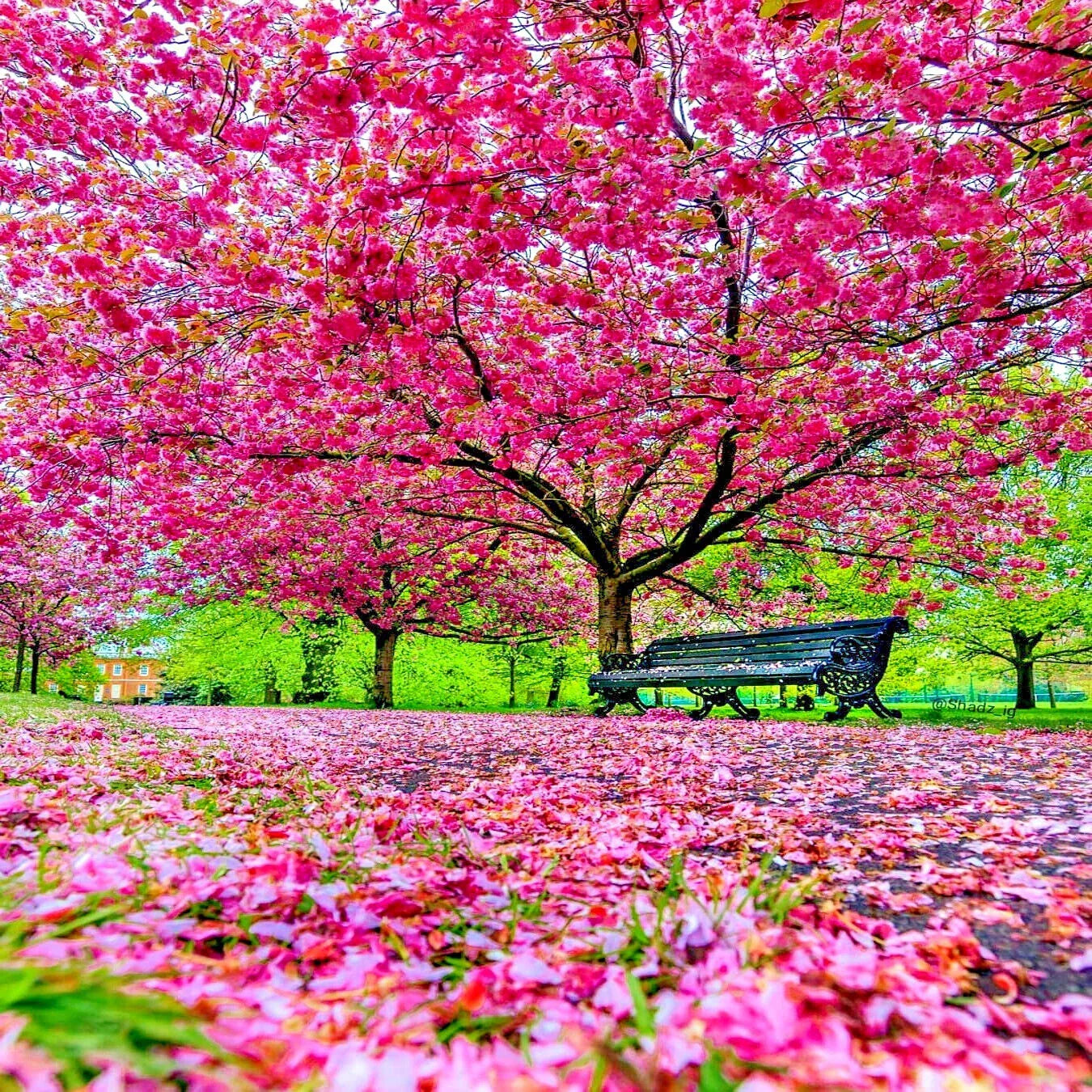 Japanese Sakura Cherry Blossom Tree Seeds (Prunus sargentii) - Ornamental Gardening Seeds