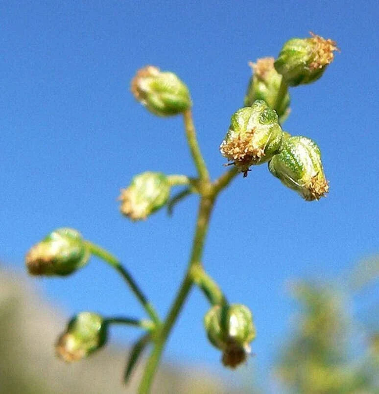 Tarragon Herb Seeds 50 Pack - Artemisia Dracunculus Culinary Herb for Planting, Easy to Grow