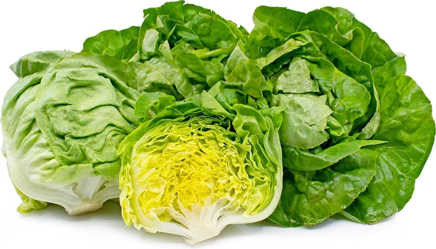 Boston Lettuce Seeds 250 Count – Big Variety Lactuca sativa – Crisp Leafy Greens for Garden or Containers