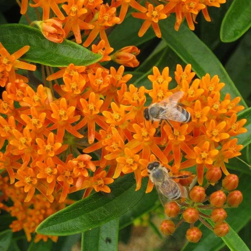 Wildflower Seed Mix for Monarch Butterflies – 1000 Seeds, 27 Native Flower Species with Milkweed, Pollinator Garden Seeds