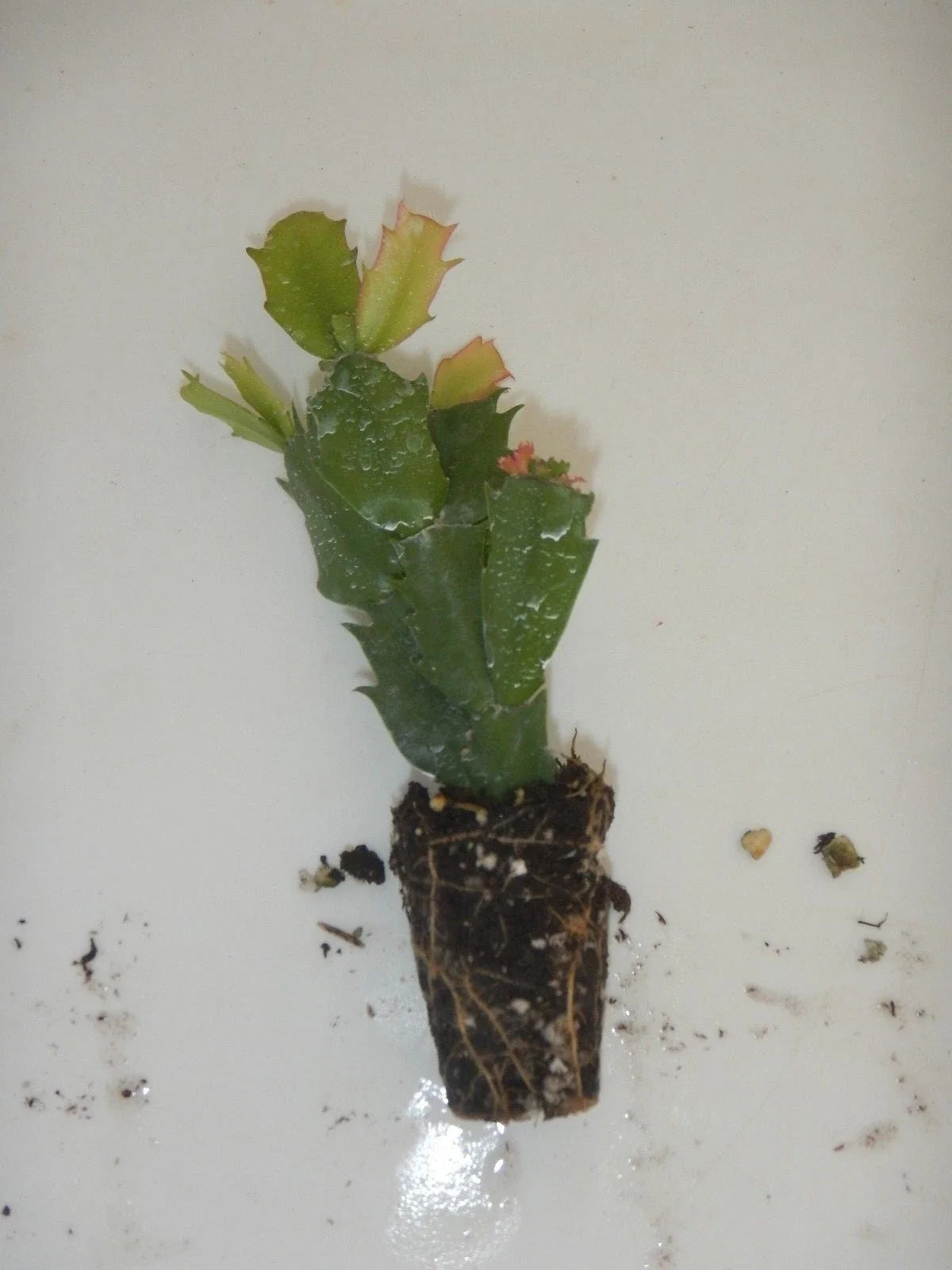Christmas Cactus Potted Plant - Schlumbergera truncata Indoor Houseplant for Holiday Decor, Vibrant Blooms