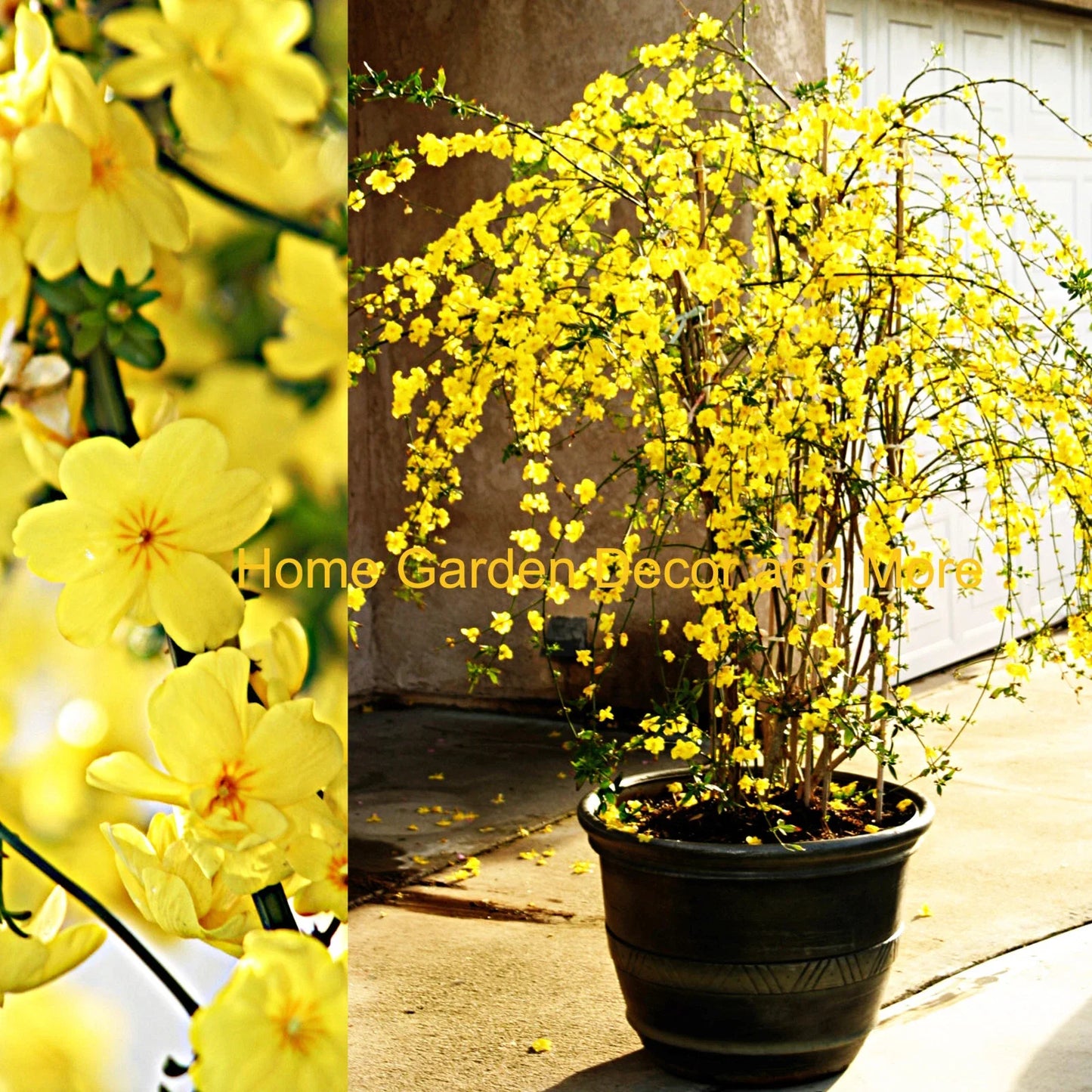 Winter Jasmine Cuttings 12" Bright Yellow Flowers Jasminum nudiflorum 5 Pack for Gardening