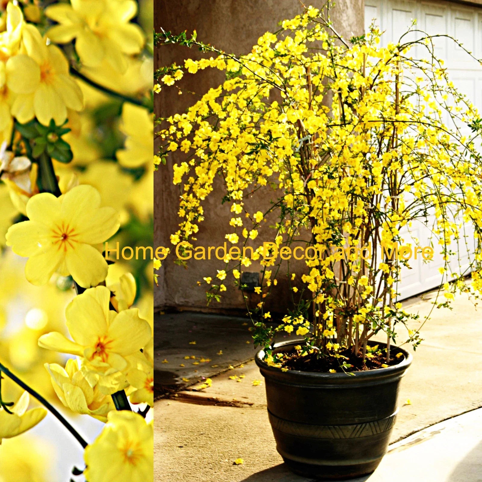 Winter Jasmine Cuttings 12" Bright Yellow Flowers Jasminum nudiflorum 5 Pack for Gardening