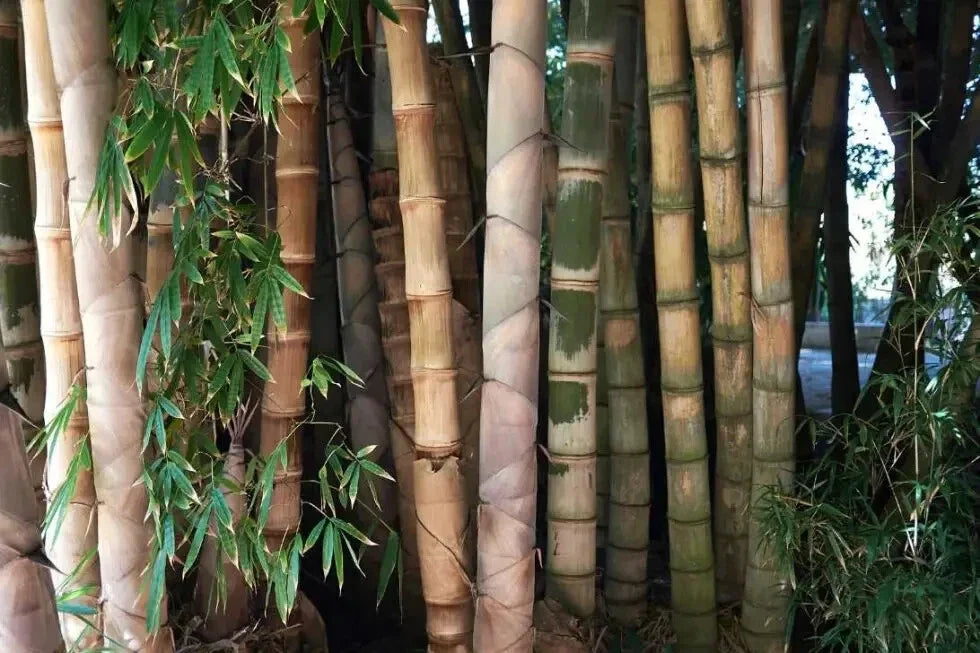 Bamboo Seeds - Clumping Privacy Screen Plants - Dendrocalamus Strictus for Garden Shade and Screening