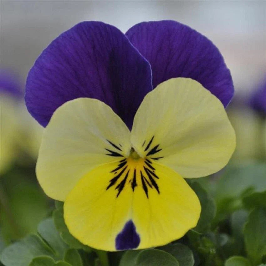 Viola Seeds 50 Pack - Lemon Yellow Flowering Plant for Garden & Containers - Viola × wittrockiana