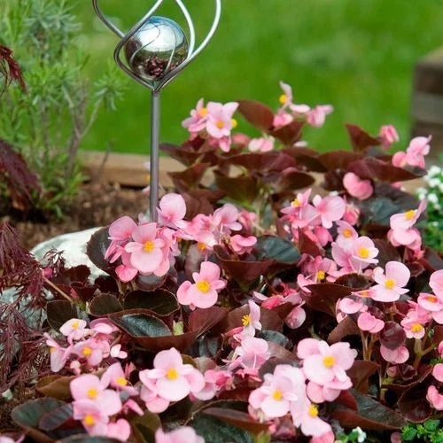 Begonia Seeds - 500 Count - Cocktail Brandy Variety - Begonia x tuberhybrida - Indoor & Outdoor Gardening