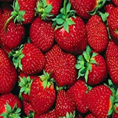 Everbearer Strawberry Plants - 10 Bare Root Ft. Laramie Variety - Fragaria × ananassa