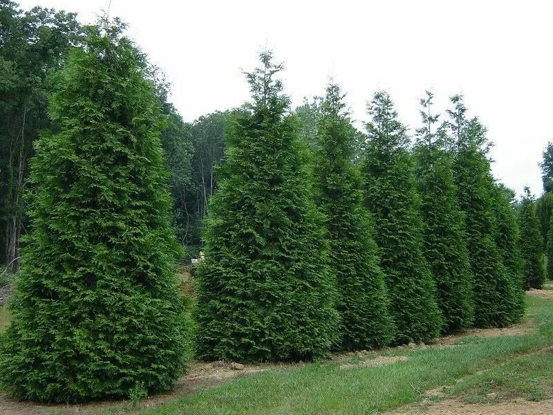 Green Giant Arborvitae Starter Plants Set of 2 | Thuja Standishii Plicata Evergreen for Hedge & Screen
