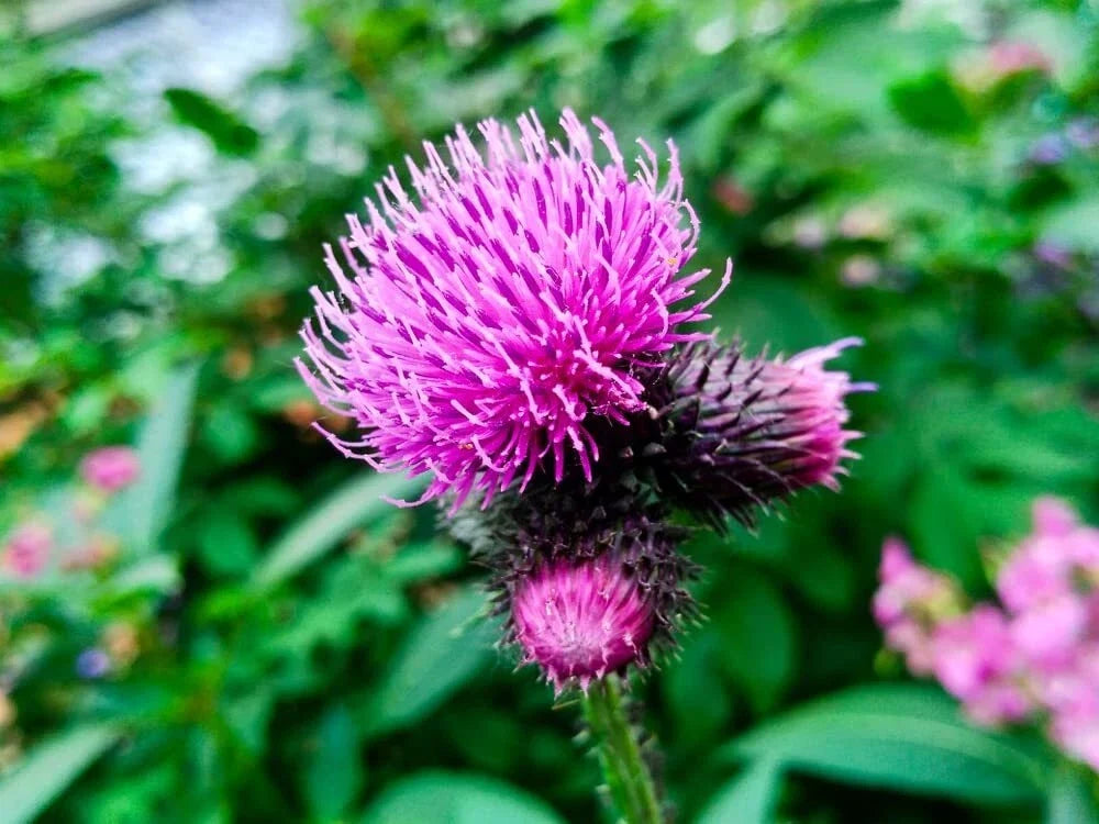 Greater Burdock Root Seeds - 100+ Heirloom Arctium lappa Medicinal Herb for Planting